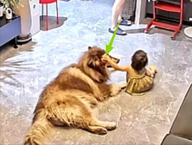 大型宠物犬趁主人刚走,张嘴就咬小孩,监控曝光,主人:绝不弃养 - 4