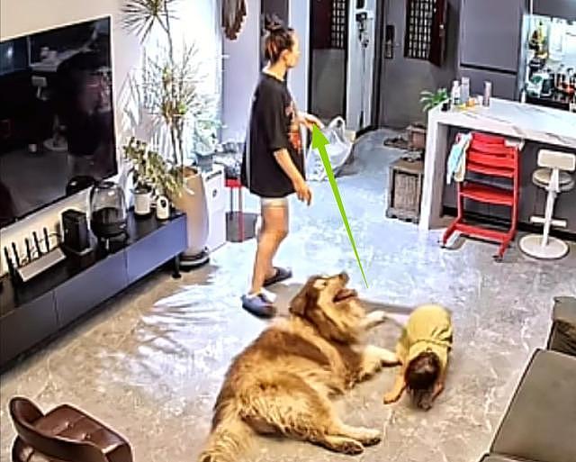 大型宠物犬趁主人刚走,张嘴就咬小孩,监控曝光,主人:绝不弃养 - 5