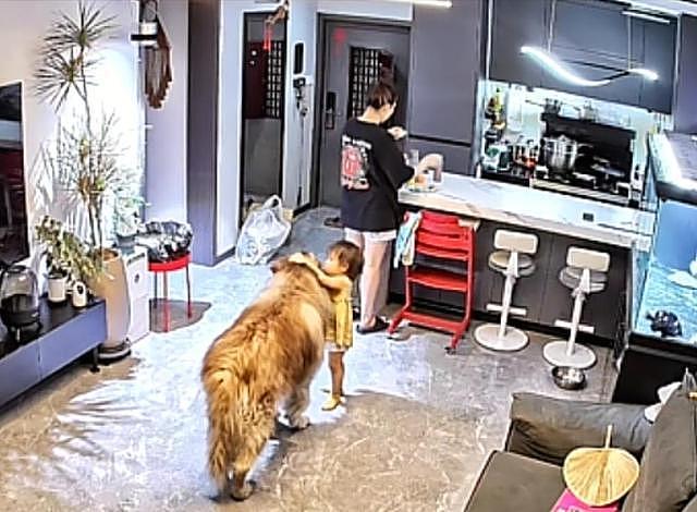 大型宠物犬趁主人刚走,张嘴就咬小孩,监控曝光,主人:绝不弃养 - 6