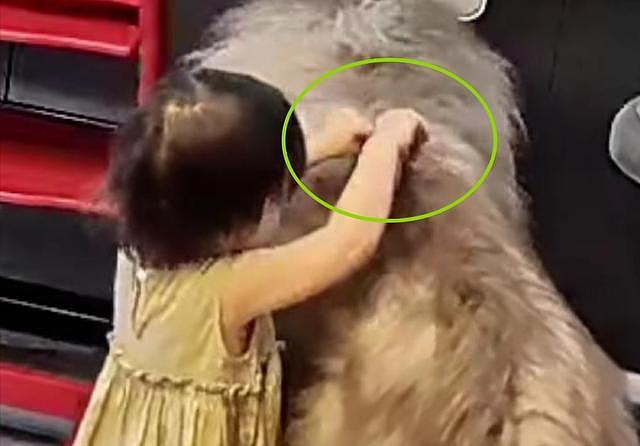 大型宠物犬趁主人刚走,张嘴就咬小孩,监控曝光,主人:绝不弃养 - 7