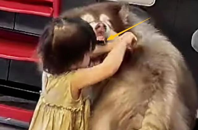 大型宠物犬趁主人刚走,张嘴就咬小孩,监控曝光,主人:绝不弃养 - 8