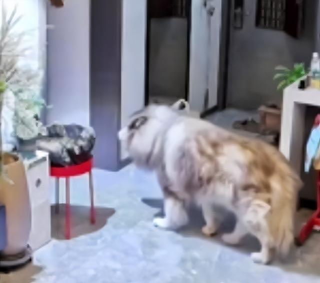 大型宠物犬趁主人刚走,张嘴就咬小孩,监控曝光,主人:绝不弃养 - 10