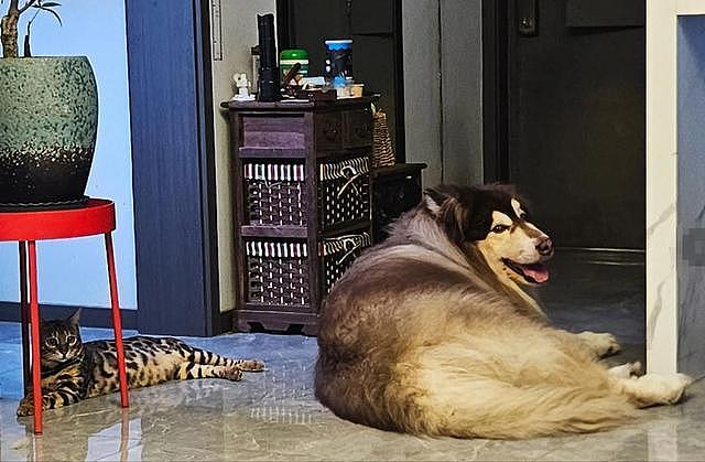 大型宠物犬趁主人刚走,张嘴就咬小孩,监控曝光,主人:绝不弃养 - 13