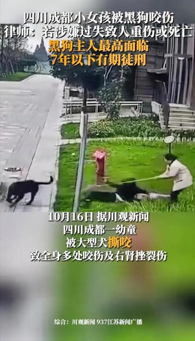 大型宠物犬趁主人刚走,张嘴就咬小孩,监控曝光,主人:绝不弃养 - 14
