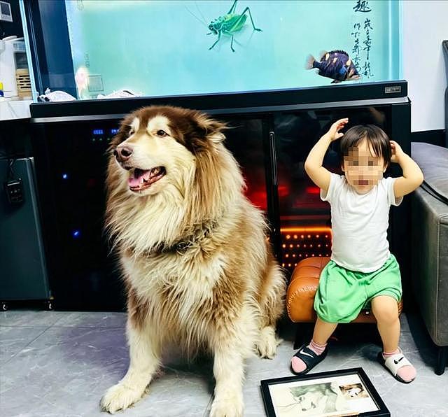 大型宠物犬趁主人刚走,张嘴就咬小孩,监控曝光,主人:绝不弃养 - 17