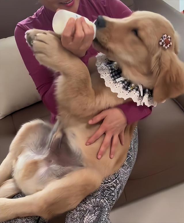 大型宠物犬趁主人刚走,张嘴就咬小孩,监控曝光,主人:绝不弃养 - 19