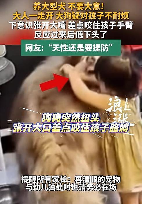 大型宠物犬趁主人刚走,张嘴就咬小孩,监控曝光,主人:绝不弃养 - 20