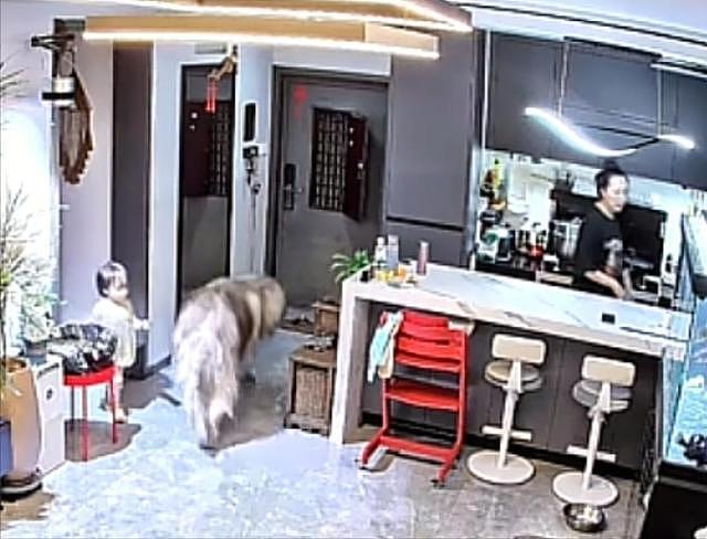 大型宠物犬趁主人刚走,张嘴就咬小孩,监控曝光,主人:绝不弃养 - 21