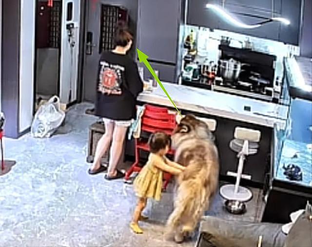 大型宠物犬趁主人刚走,张嘴就咬小孩,监控曝光,主人:绝不弃养 - 26