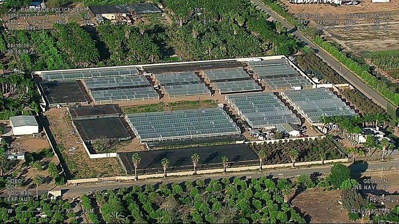 大麻案秋后算帐！逾200华人被起诉，厨师浇水都抓（组图） - 2