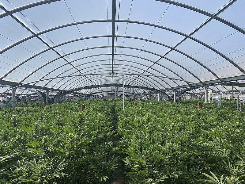 大麻案秋后算帐！逾200华人被起诉，厨师浇水都抓（组图） - 3