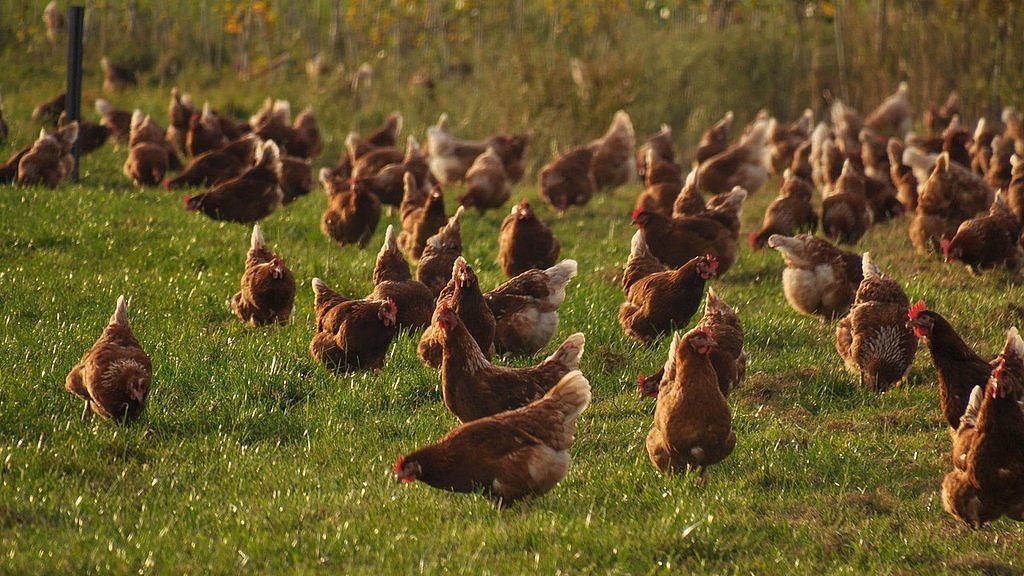 H5N1禽流感入侵西澳！澳禽肉巨头Inghams全面封锁农场，目前鸡肉供应未受影响（图） - 1