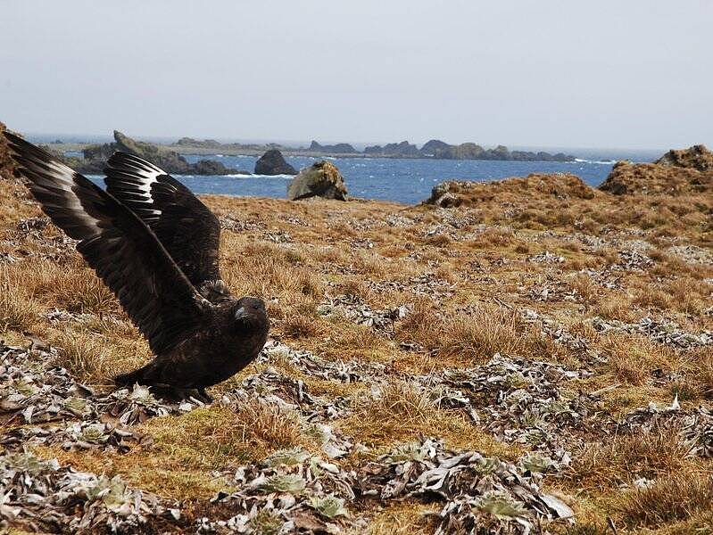 澳确认第2例H5N1高致病性禽流感病例！当地鸡肉生产商紧急封锁所有农场（组图） - 1