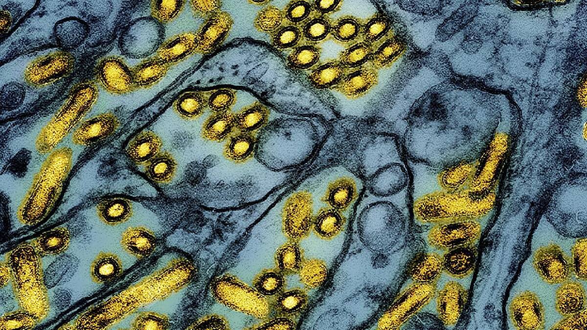 澳确认第2例H5N1高致病性禽流感病例！当地鸡肉生产商紧急封锁所有农场（组图） - 3