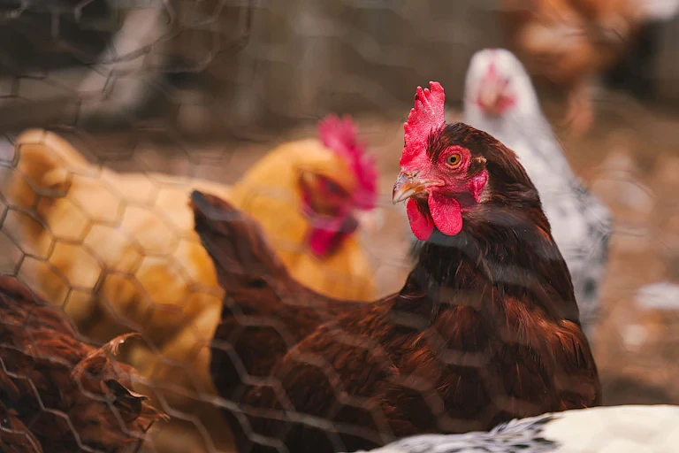 H5N1致命禽流感入侵澳洲！鸡肉鸡蛋还能吃吗？人会被感染吗？一文解答（组图） - 1