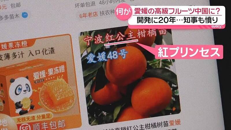 日本研发17年顶级“红公主“柑橘遭盗种，中国农民竟反呛这句...（组图） - 1