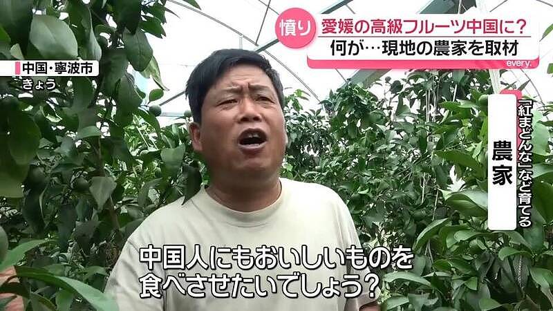 日本研发17年顶级“红公主“柑橘遭盗种，中国农民竟反呛这句...（组图） - 2