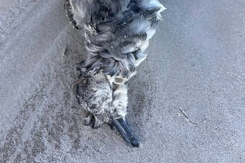 又现两只死亡海鸟！西澳H5N1病毒有新进展，官方正紧急检测（组图） - 2