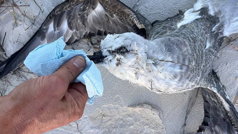 又现两只死亡海鸟！西澳H5N1病毒有新进展，官方正紧急检测（组图） - 3