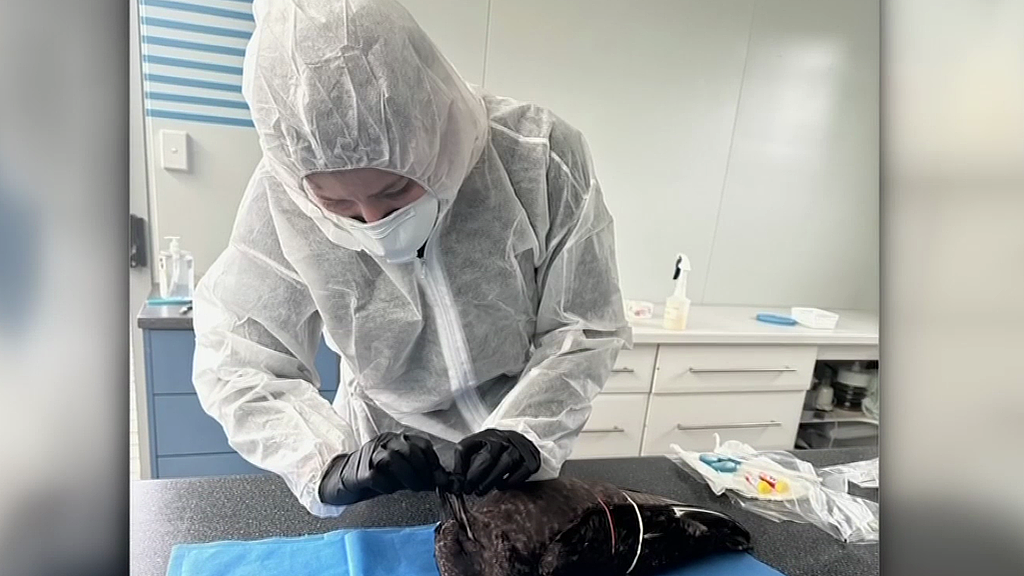 H5禽流感疑似扩散！西澳近百起异常报告，珀斯市区出现疑似病例（组图） - 1