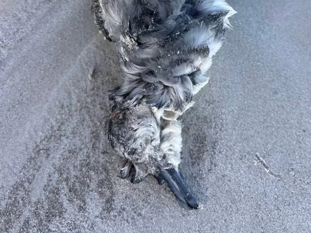 致命禽流感疑在澳洲蔓延！又一地海岸惊现死鸟，鸡农拉响警报（组图） - 1