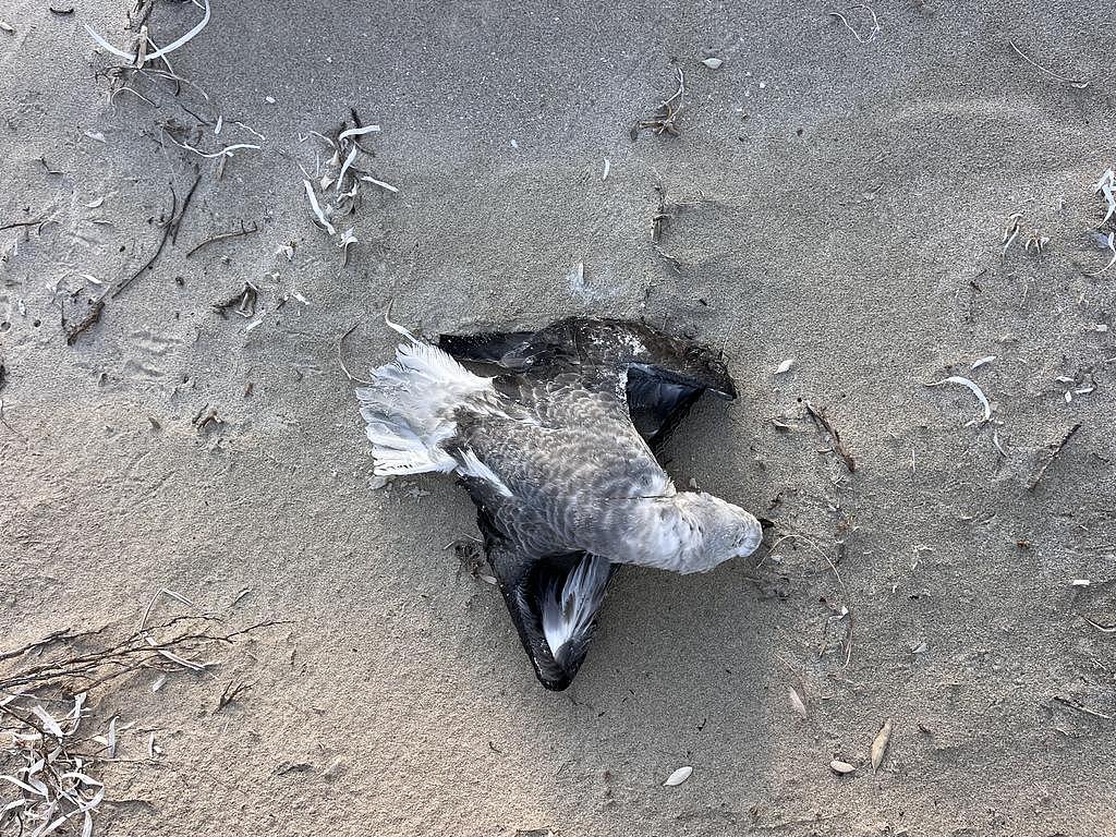 致命禽流感疑在澳洲蔓延！又一地海岸惊现死鸟，鸡农拉响警报（组图） - 2