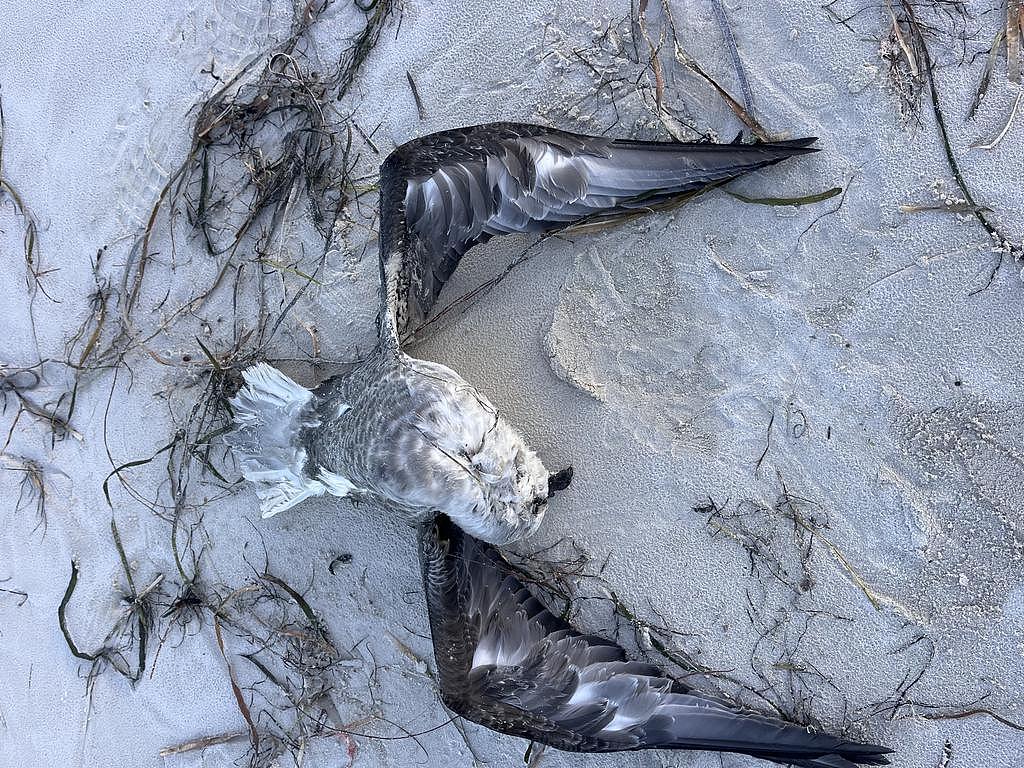致命禽流感疑在澳洲蔓延！又一地海岸惊现死鸟，鸡农拉响警报（组图） - 3
