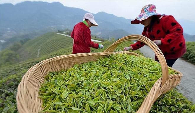 央视暗访曝光！直播间27个“茶农”，20个是演员，月入千万全靠演 - 4