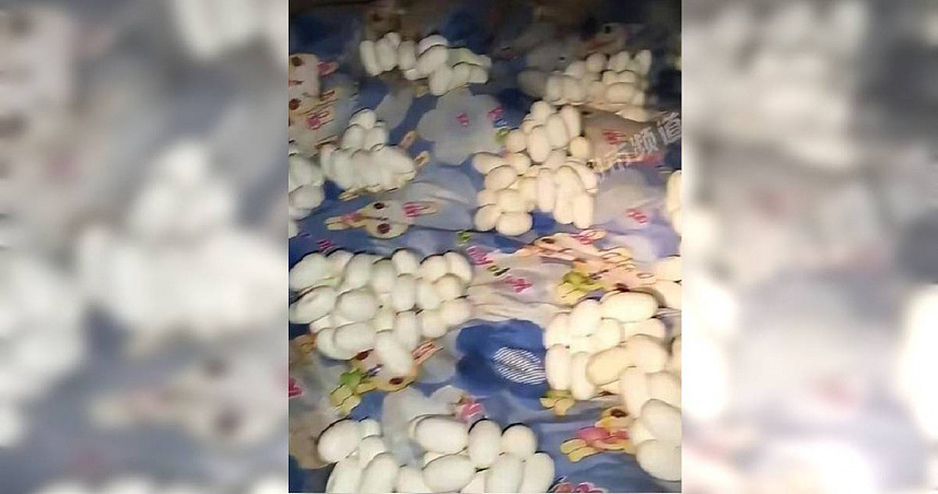 男子半年没回家“屋内堆满蛇蛋”，画面惊悚，网友吓喊：随时会孵化 - 1