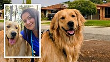 金毛幼犬看病竟花$1.3万！澳洲兽医揭秘：这些宠物最烧钱（组图）