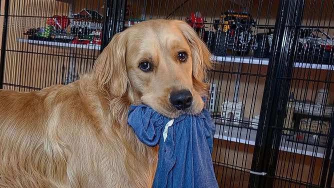 金毛幼犬看病竟花$1.3万！澳洲兽医揭秘：这些宠物最烧钱（组图） - 2