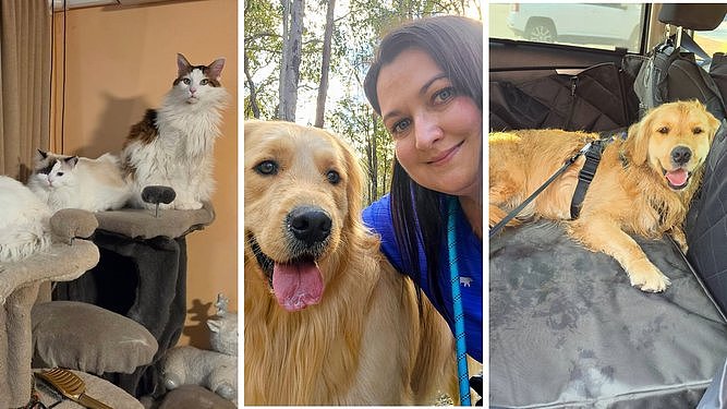 金毛幼犬看病竟花$1.3万！澳洲兽医揭秘：这些宠物最烧钱（组图） - 3