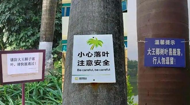 女子小区内被落叶砸中，胸椎腰椎骨折致十级伤残！法院判了！什么树有这威力？ - 3