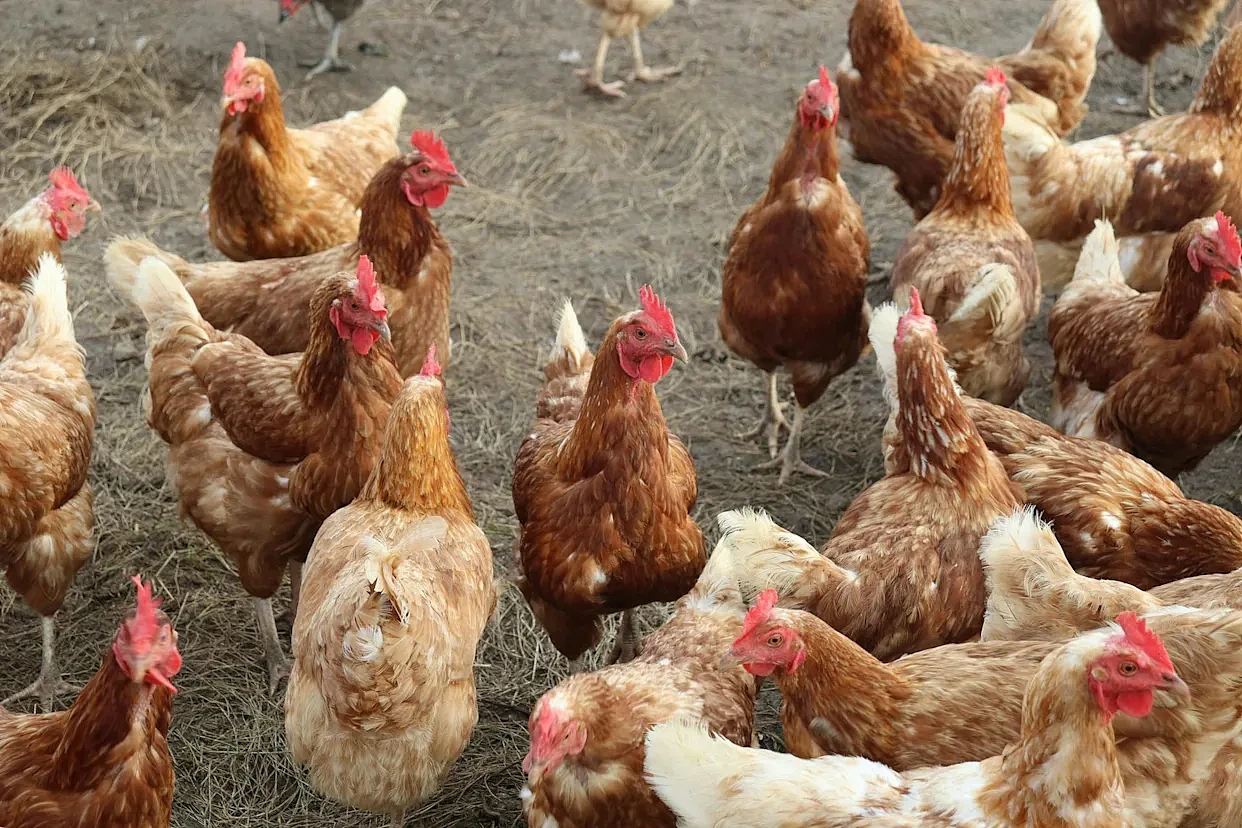 致命H5N1禽流感入侵澳洲，家禽业紧急封锁，鸡蛋要涨价了？（组图） - 1