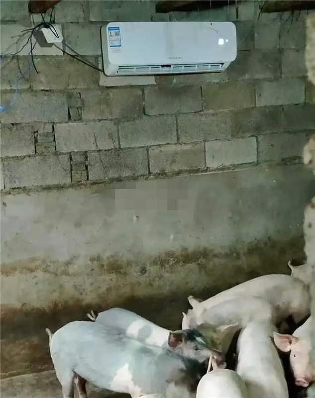 40℃高温不让装空调？法国人急坏了：我们活的还不如中国的宠物！ - 3