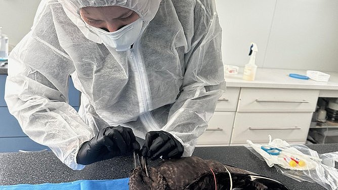 澳确诊第4例高致病性禽流感病例！$80亿产业恐受影响，最大禽肉商关闭部分农场（组图） - 1
