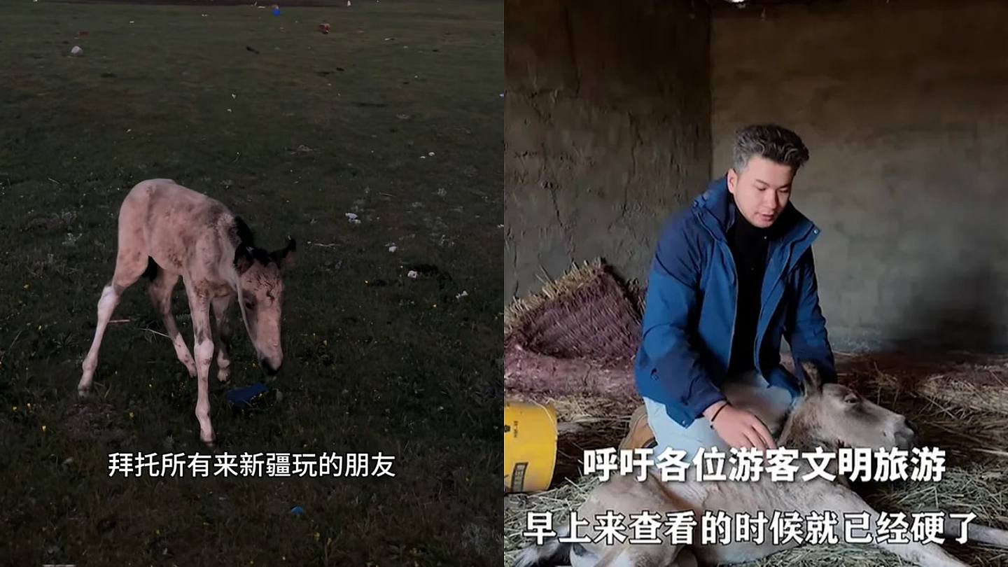 刚出世7日小马遭游客无人机追，受惊狂奔炸肺死亡（组图） - 1