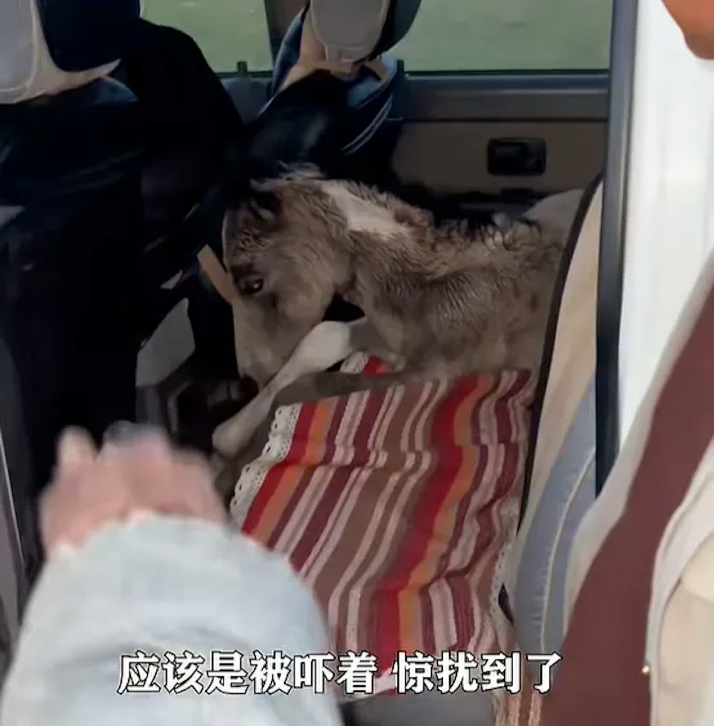 刚出世7日小马遭游客无人机追，受惊狂奔炸肺死亡（组图） - 2