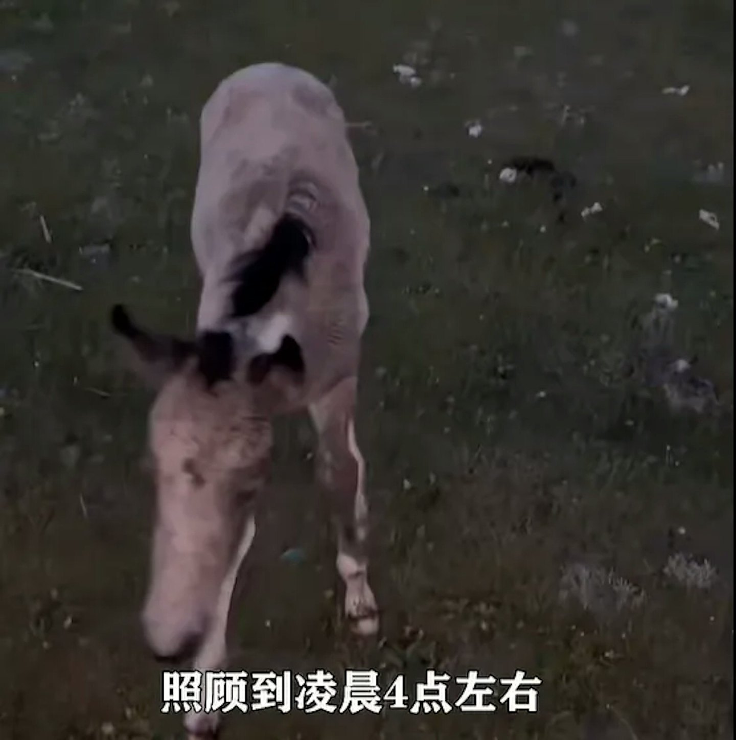 刚出世7日小马遭游客无人机追，受惊狂奔炸肺死亡（组图） - 3