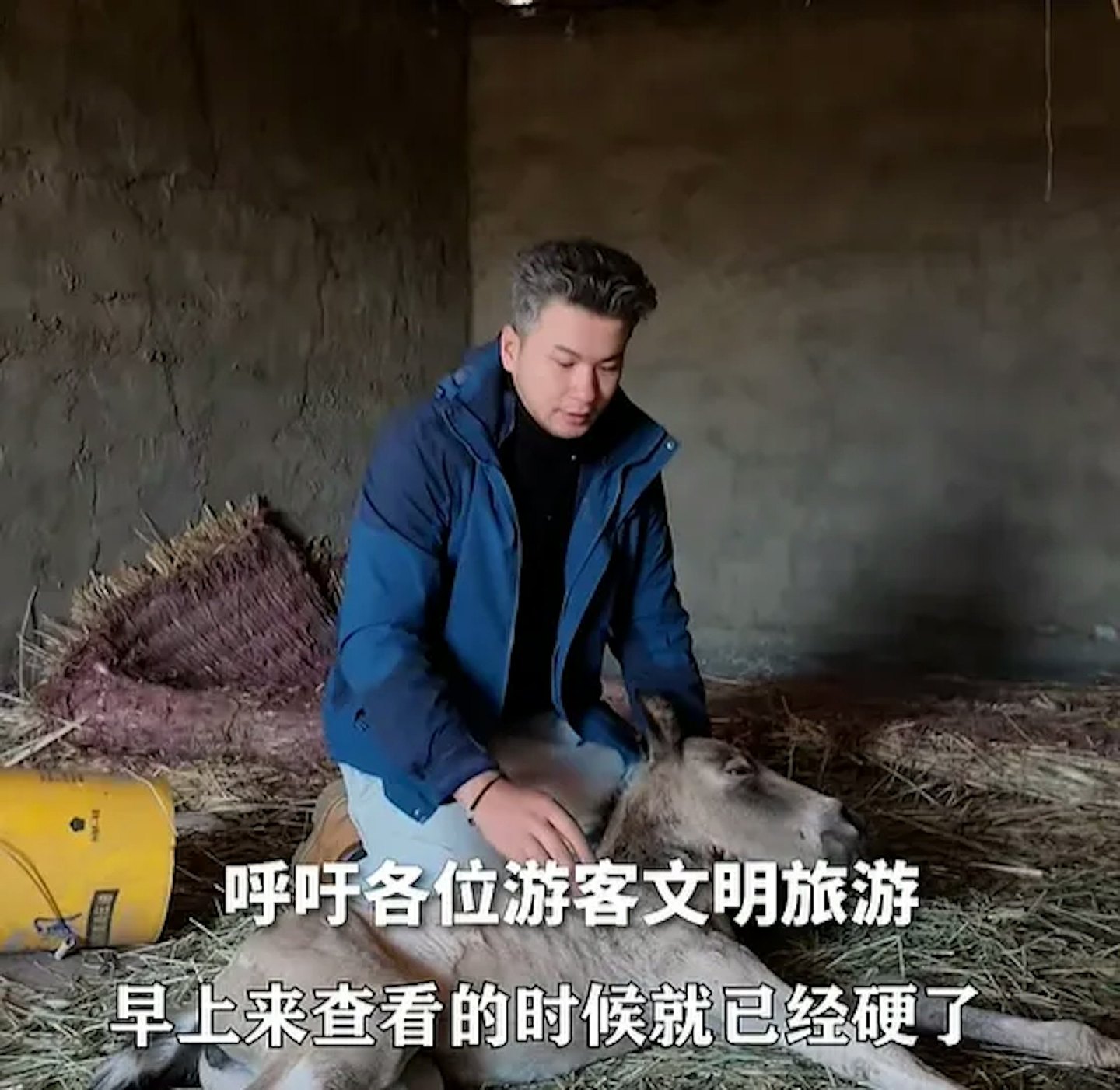 刚出世7日小马遭游客无人机追，受惊狂奔炸肺死亡（组图） - 4