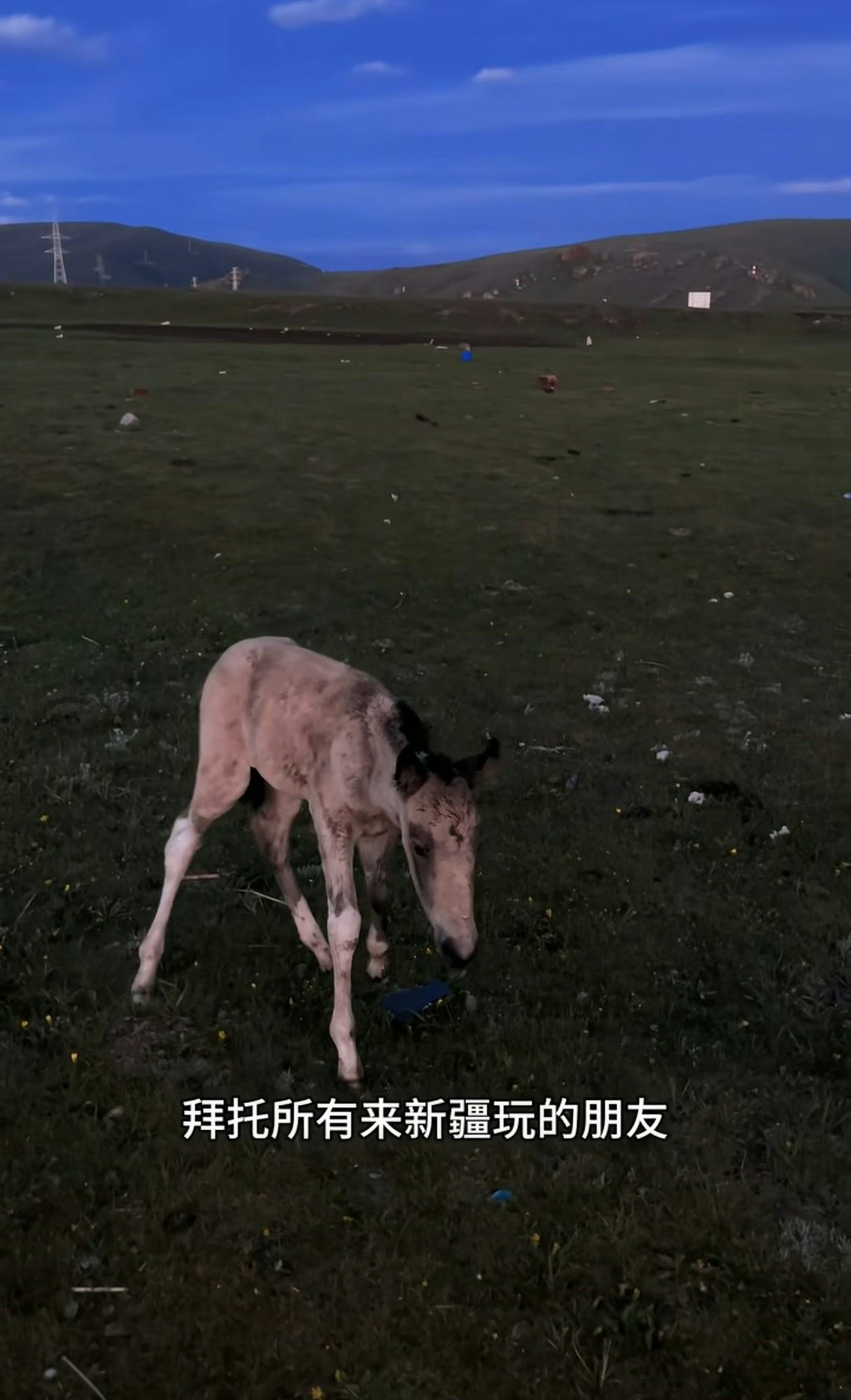 刚出世7日小马遭游客无人机追，受惊狂奔炸肺死亡（组图） - 5