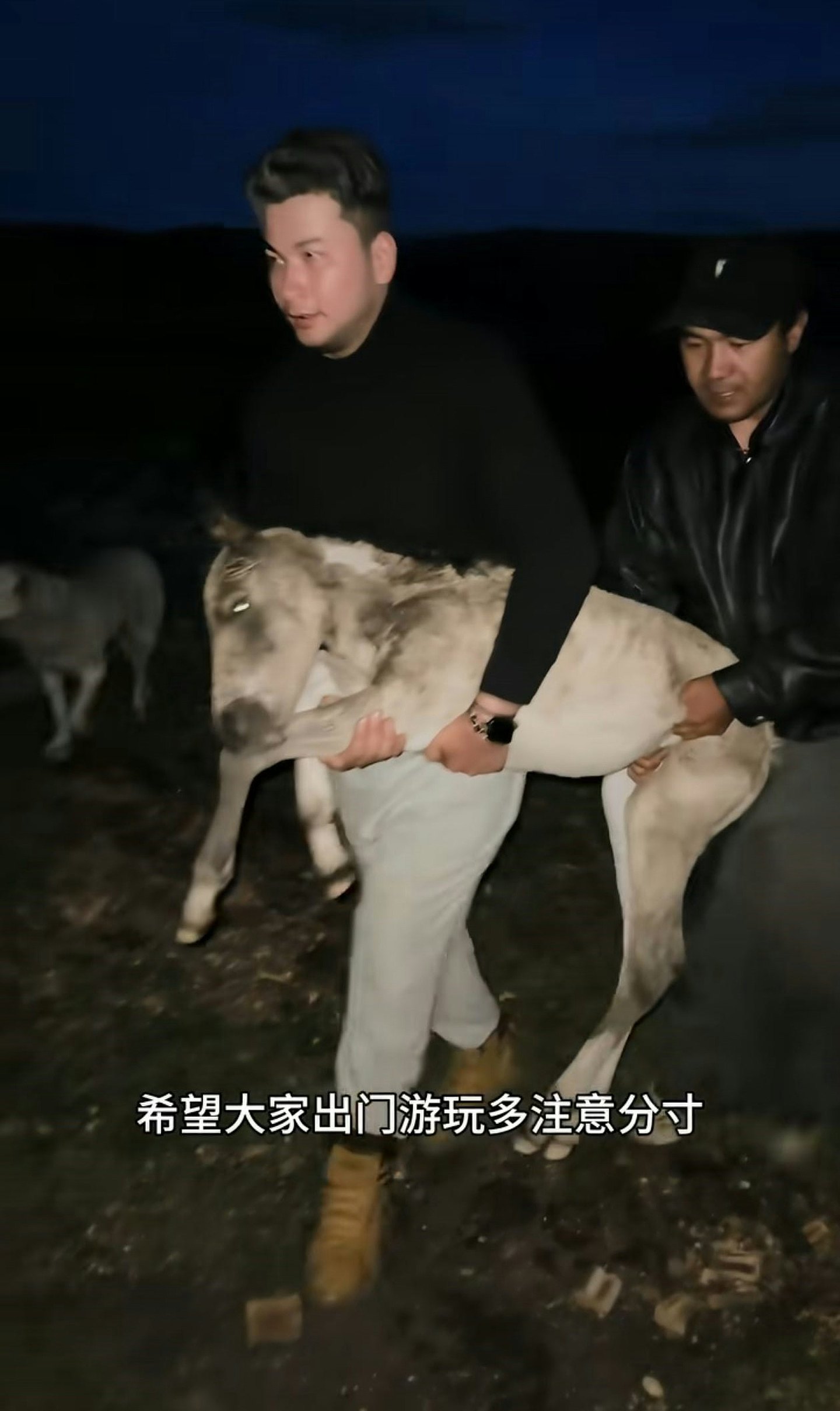 刚出世7日小马遭游客无人机追，受惊狂奔炸肺死亡（组图） - 6