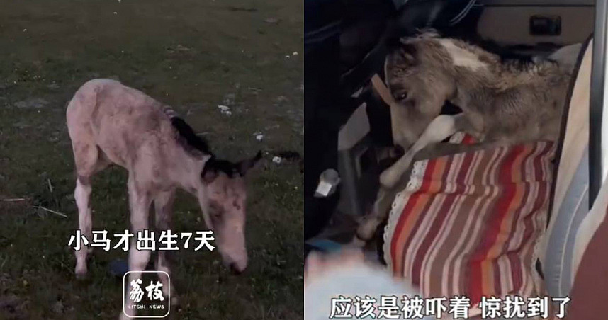 出生才7天！新疆小马遭游客无人机追逐，受惊狂奔”炸肺死亡”（图） - 1