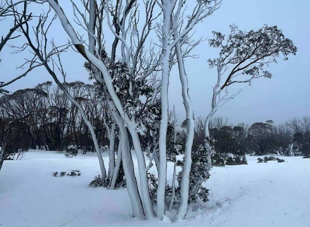 澳洲亲子滑雪全攻略！ 雪场怎么选？装备怎么租？怎么玩更省钱？ - 7