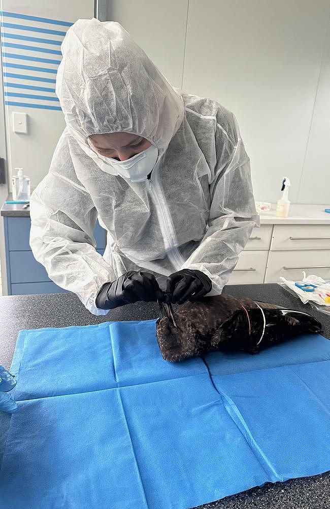 澳洲确诊第5例高致病性禽流感病例！家禽业拉响警报，超市蛋肉价格或飙升（组图） - 4