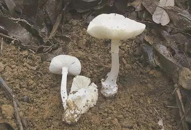 连吃两顿,深圳一女子突然变“社牛”!逢人就打招呼,手舞足蹈,医生:中毒导致幻觉(组图) - 11