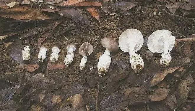 连吃两顿,深圳一女子突然变“社牛”!逢人就打招呼,手舞足蹈,医生:中毒导致幻觉(组图) - 12