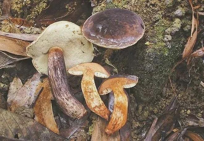 连吃两顿,深圳一女子突然变“社牛”!逢人就打招呼,手舞足蹈,医生:中毒导致幻觉(组图) - 13