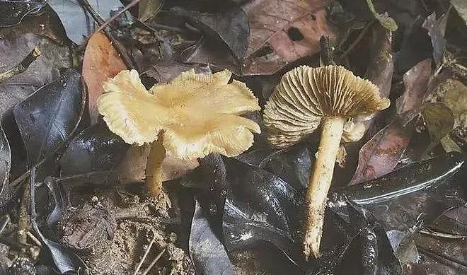 连吃两顿,深圳一女子突然变“社牛”!逢人就打招呼,手舞足蹈,医生:中毒导致幻觉(组图) - 14