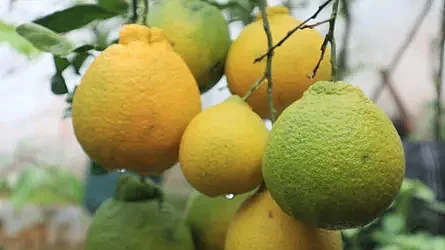 澳洲7月果蔬“红黑榜”出炉！性价比最高的是...（组图） - 4